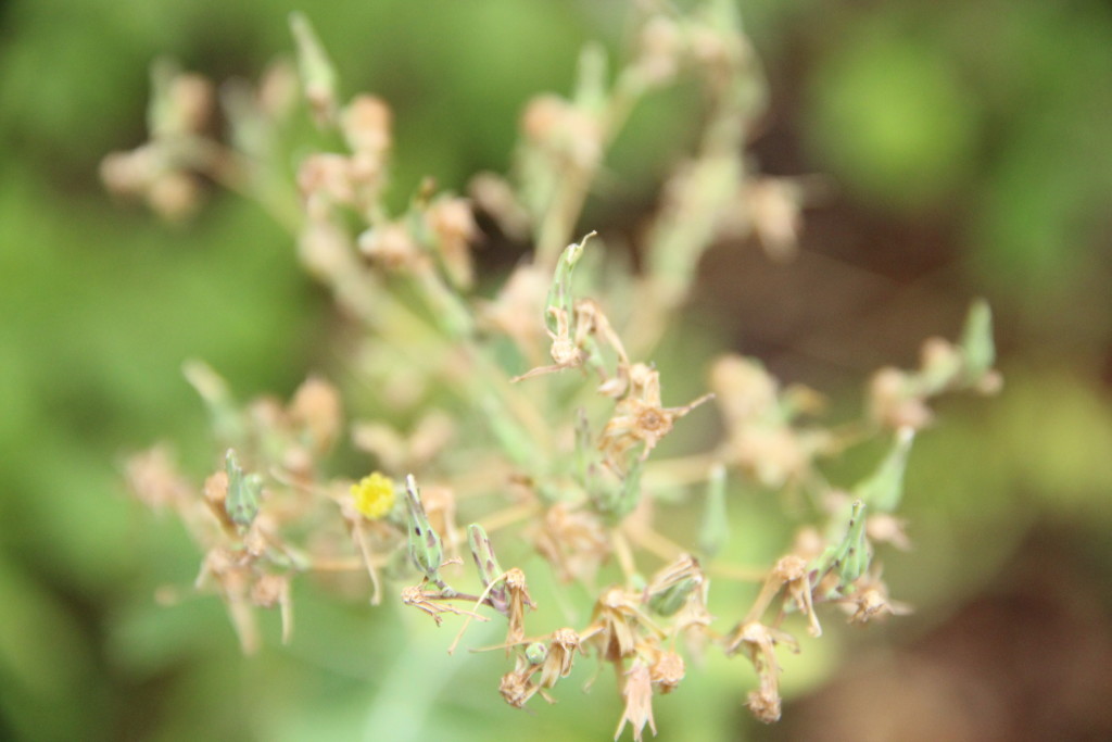 8m SPV01, s.r.o. , Praha IČO 11796839