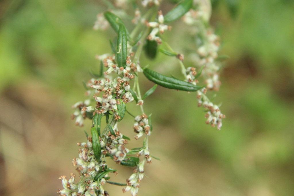 DM-Havířov s.r.o. IČO: 04235355