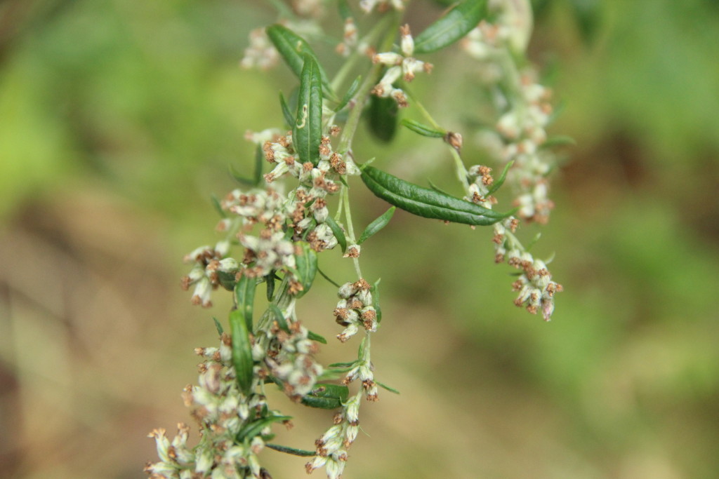 Gladiator Distribution s.r.o. , Praha IČO 03332110