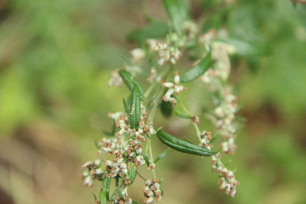 LDE Bohemia, a.s. , Praha IČO 45244073