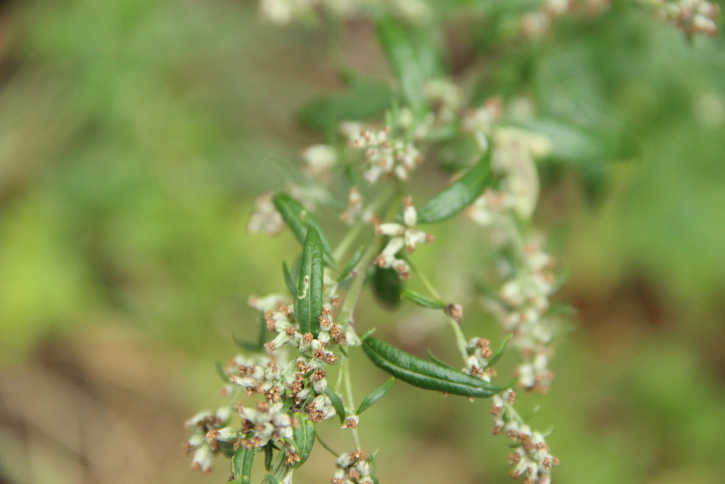 162 00 Praha Břevnov Pláničkova 1/442