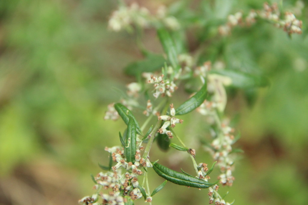 Rikkutus s.r.o. , Praha IČO 08618551