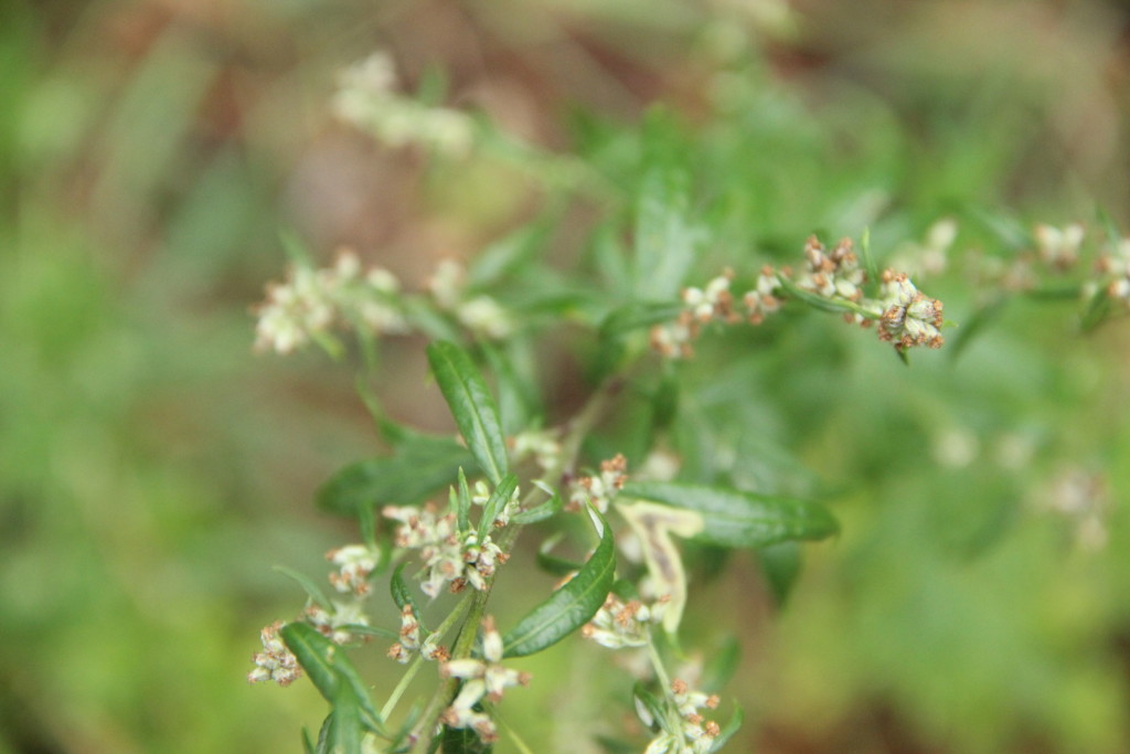 Gladiator Distribution s.r.o. , Praha IČO 03332110