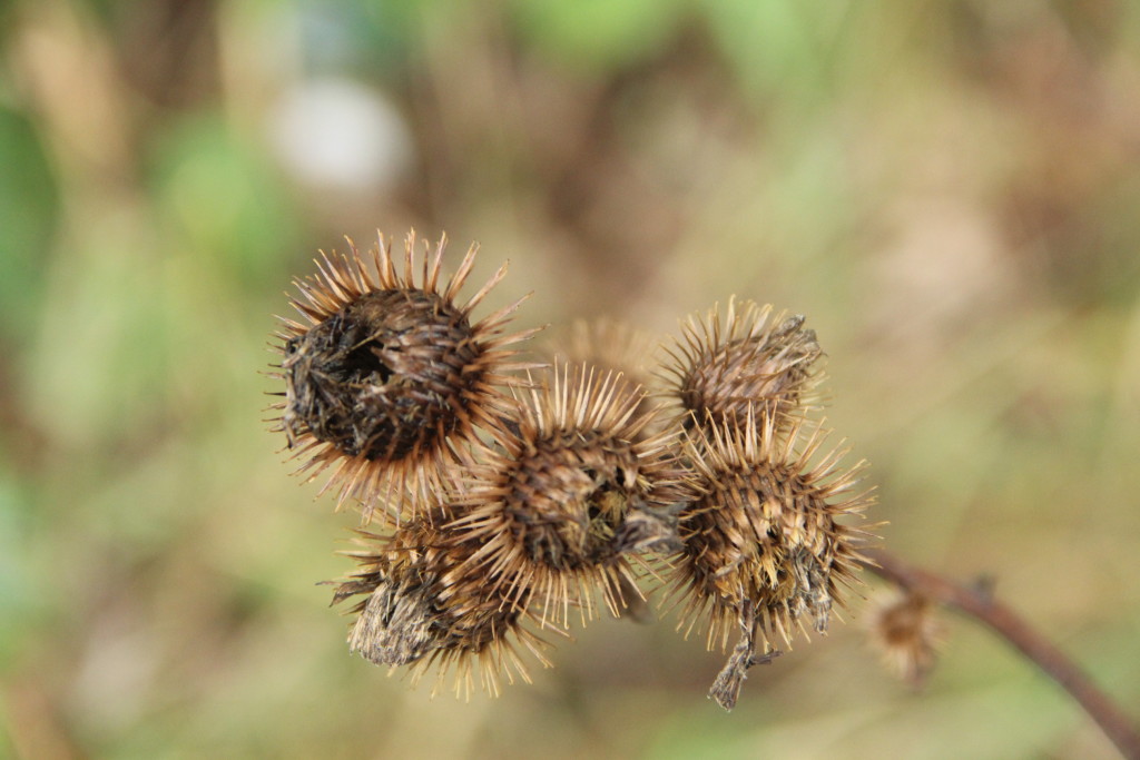 DM-Havířov s.r.o. IČO: 04235355