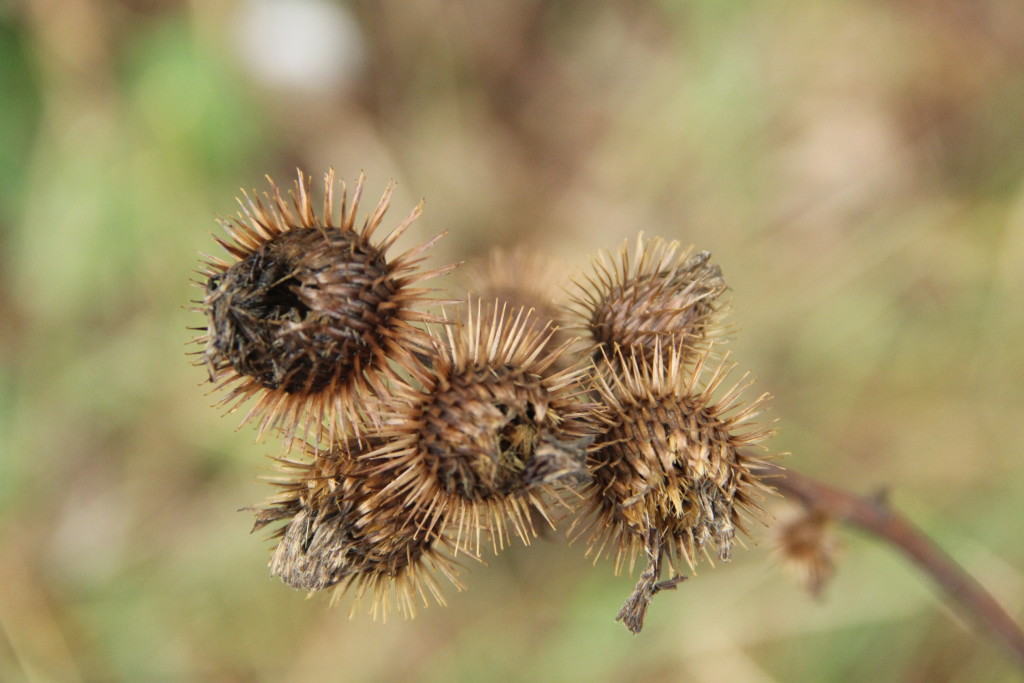 Asociace živnostenských společenství podnikatelů výškových prací České republiky