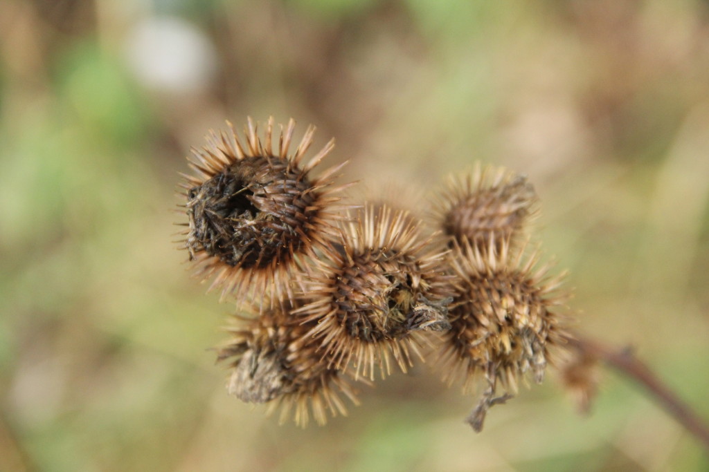 Společenství vlastníků pro dům Dělnická 1481/71, Praha - Holešovice IČO: 28225694