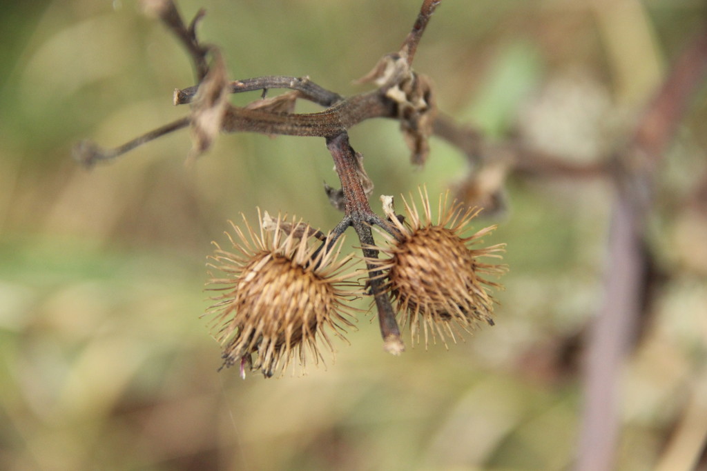 Super Team s.r.o. , Praha IČO 01734491