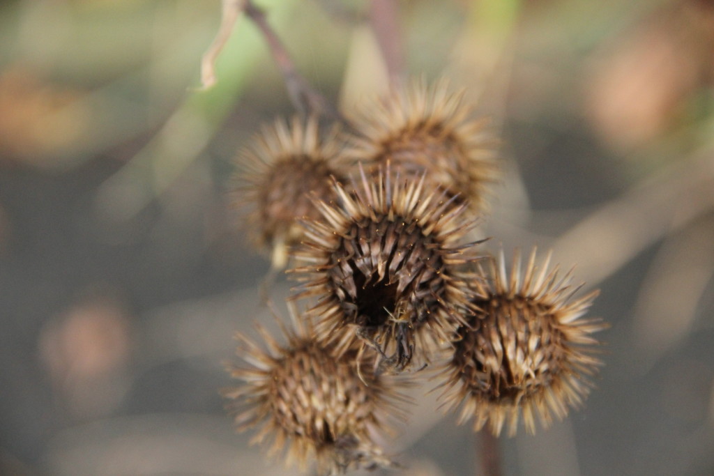 Gladiator Distribution s.r.o. , Praha IČO 03332110