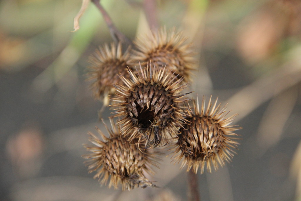 blesk-logistic.eu, s.r.o. , Praha IČO 09622161