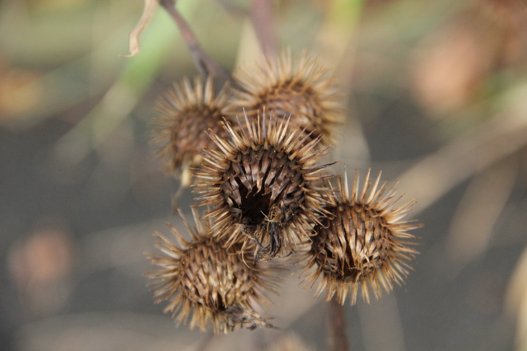 Společenství vlastníků domu Neklanova 123/19 Praha 2 , Praha IČO 09915192