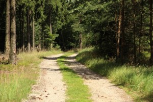 ochrana přírody – ochrana lesů a vodních toků