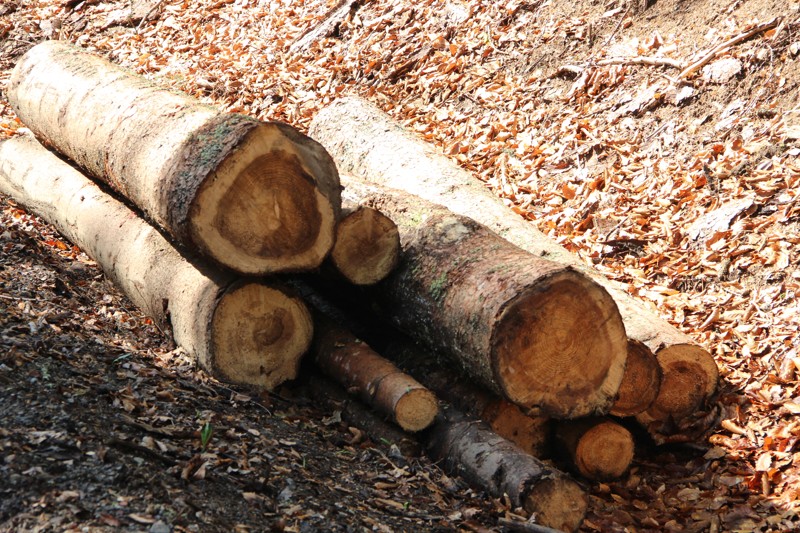 král Karel IV. 14. května 1316, Praha – 29. listopadu 1378, Praha