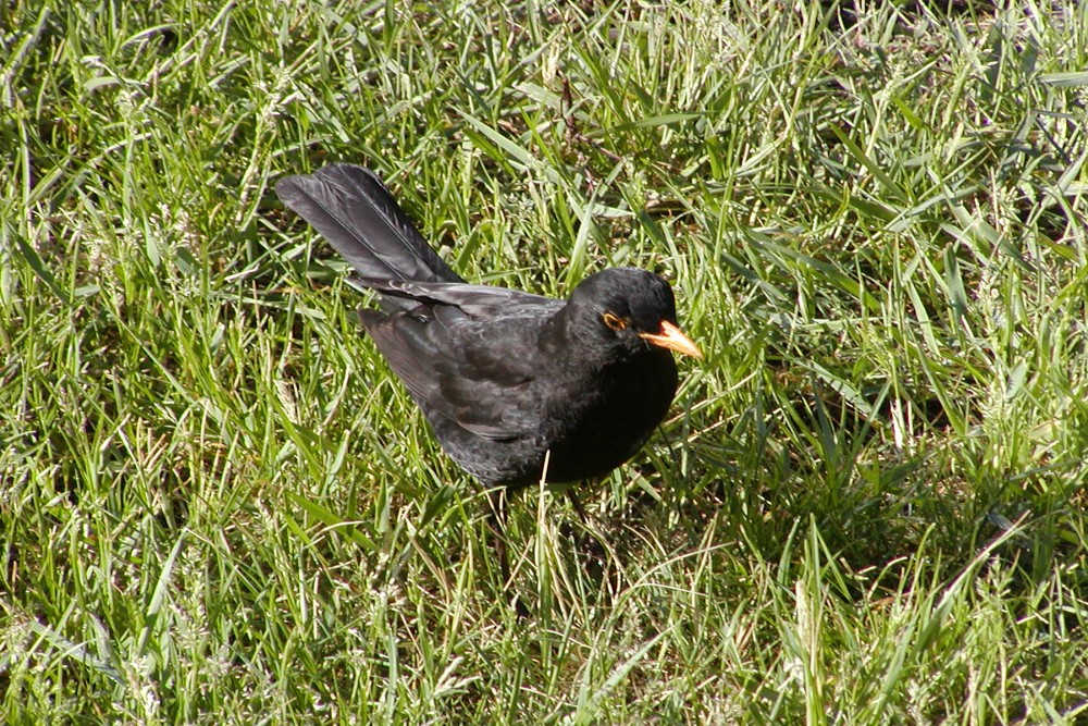 král Karel IV. 14. května 1316, Praha – 29. listopadu 1378, Praha