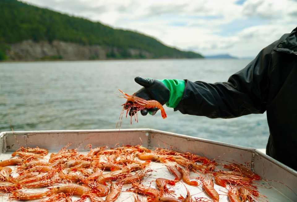 Čerstvě ulovené krevety na místě, druh, který v BC program OceanWise uznal za „udržitelnou“ volbu. Steveston Spot Krevety