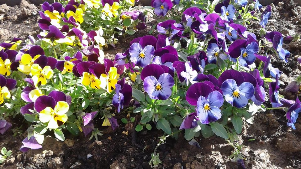 „Sdružení přátel svatojánských slavností o.s.“ , Praha IČO 01279700